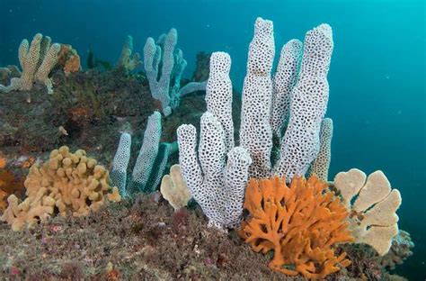 deep sea sponges  hold  answer  curing drug resistant tb