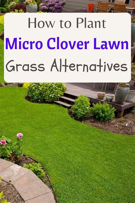 plant micro clover lawn clover lawn backyard makeover backyard