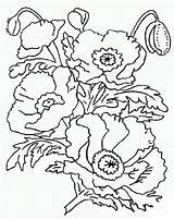 Colorat Maci Amapolas Flori Planse Malvorlage Mohn Fleur Nounouduveron Plante Desene цветы Voturi Vizite sketch template