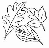 Coloring Leaves Leaf Drawing Fall Autumn Pages Without Tree Holly Maple Thanksgiving Printable Falling Color Berries Print Kids Getdrawings Getcolorings sketch template