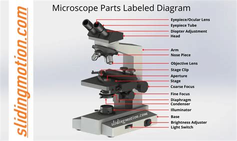 guide  understand microscope parts names functions diagram