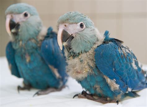 macaw spix parrot bird breeds central