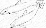 Dauphin Orque Baleine Laguerche 1001 Catégorie Greatestcoloringbook sketch template
