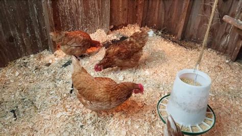 red star chicken eggs height size and raising tips