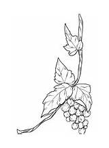 Grapes Grapevine sketch template