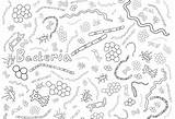 Microbe Bacteria Designlooter Viruses Amnh Protists sketch template