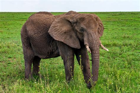 elefante africano animais mamiferos infoescola
