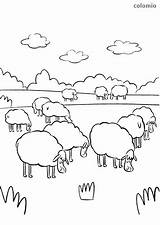 Schaf Schafherde Malvorlage Schafe Flock Ausmalbild Lamm Colomio Wiese Ausmalbilder Coole Frühstück Sheeps sketch template