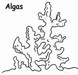 Algas Imprimir Conchas Colchas sketch template