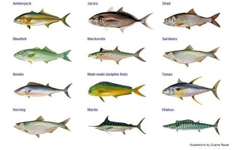 images   types  fish saltwater fresh