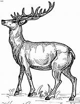 Deer Coloring Pages Clipart Realistic Reindeer Animal Kids Adults Printable Adult Detailed Masculine Animals Sheets Tumblr Drawing Books Google Red sketch template