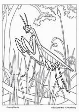 Mantis Praying Colorir sketch template