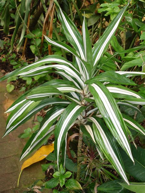 plants flowers dracaena fragrans