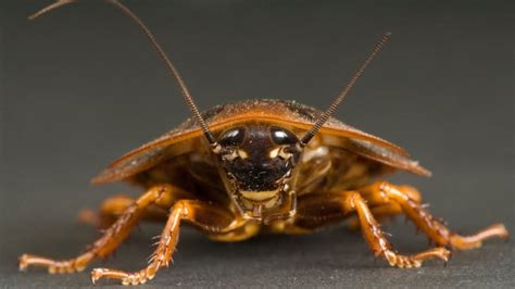 Cockroaches Have Become Nearly Impossible To Kill With