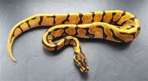 Orange Dream Ball Python Morph Facts Appearance And Care Guide With