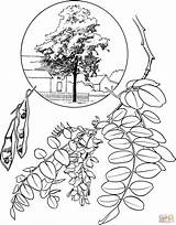 Locust Colorare Robinia Disegno Pseudoacacia Disegnare sketch template