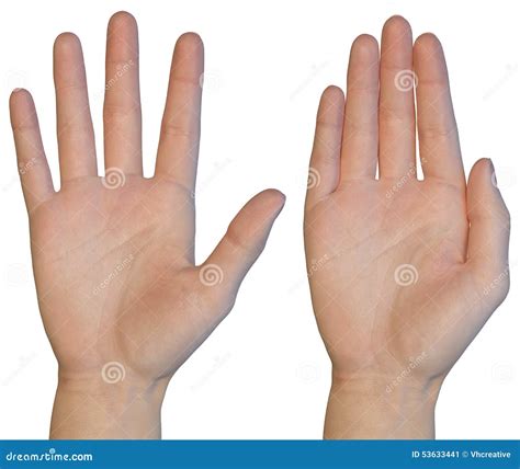 female hand palm stock photo image