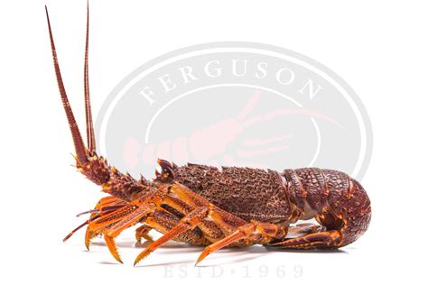 lobster ferguson australia