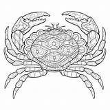 Crab sketch template
