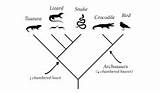 Cladogram Biologycorner Students Cell Animals Given Showing Example Description sketch template