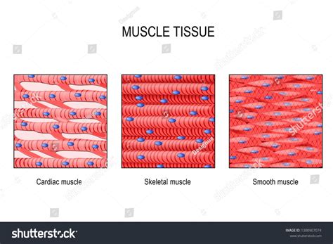 smooth muscle tissue smooth muscle tissue human skull vrogueco