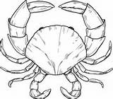 Crustacean sketch template