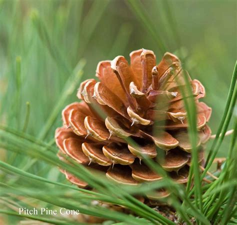 Pitch Pine Tree Cones Are Popular For Wedding Accents
