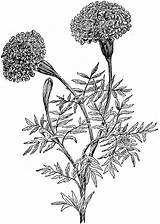 Marigold Marigolds Botanical Larkspur Usf sketch template