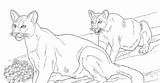 Coloring Mountain Pages Lion Library Clipart Lions sketch template