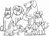 Colorare Cani Perros Raza Hunde Purebred Berner Sennen Razza Honden Coloriage Malvorlagen Chiens Pintar Hond Schnauzer sketch template