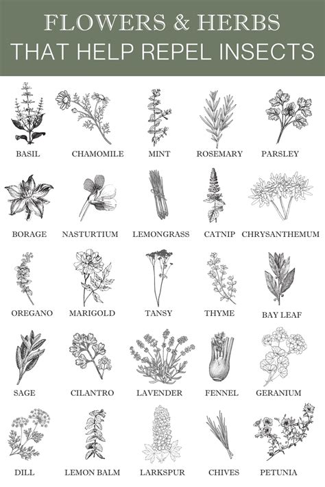 companion planting flowers herbs   repel bugs