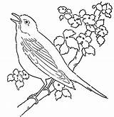 Bird Coloring Pages Birds Canary Tree Printable Singing Bluebird Eastern Color Rainforest Drawing Cuckoo Adult Print Cute Getdrawings Bunch Cuckoos sketch template