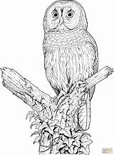 Owl Coloring Pages Barred Drawing Printable Owls Perched Colouring Realistic Color Barn Tutorial Animal Flying Print Animals Adult Sheets Google sketch template