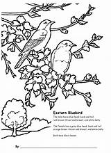 Coloring Bluebird Pages Eastern Activities Children Grade 4th Gif Adult Adults Bird Bluebirds Blue  Printables Sheets Designlooter Birds 59kb sketch template