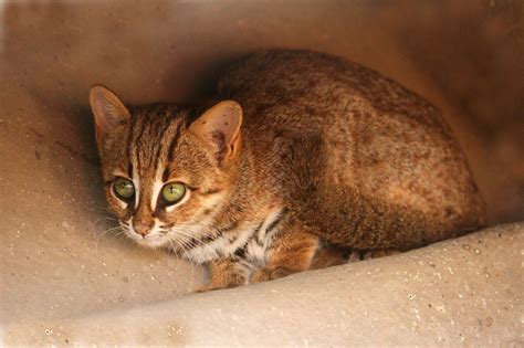 amazing cats  rusty spotted cat pain   bud small wild cats small cat big cats cute