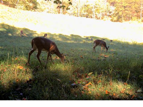 Food Plot Health Deer And Deer Hunting Whitetail Deer
