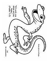 Salamander Designlooter Featured Also sketch template