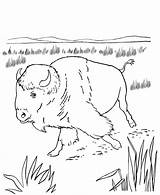 Coloring Bison Pages American Native Animal North Kids Buffalo Plains Wild Sheets Activity America Animals Great Drawing Printable Honkingdonkey Crafts sketch template