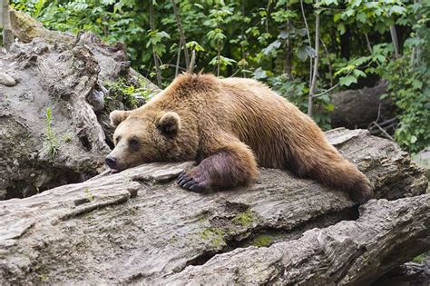 news tagged bears    hibernation deerfence
