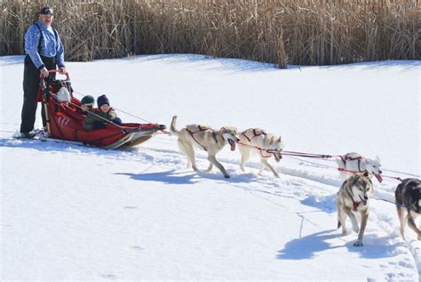 images outdoor snow winter canine husky alaskan dog sled