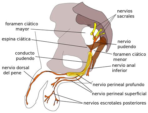 file pudendal nerve es svg wikimedia commons