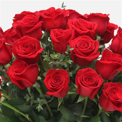 dozen elegant roses manhattan flower delivery plantshedcom