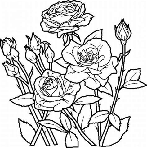 realistic rose coloring page lrgjpg  flower