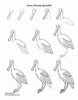 Spoonbill Roseate Drawing Lesson Printing Resolution Pdf High sketch template