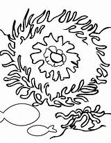 Coral Coloring Reef Pages Print Color Kids Coloringtop sketch template