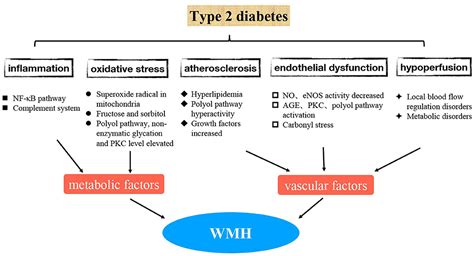 frontiers  mechanisms  type  diabetes related white matter intensities  review
