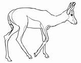 Gazelle Gacela Springbok Dorcas Springbock Ausmalbild Gacelas Ausdrucken Categorías Supercoloring sketch template