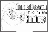 Honduras Escudo Dibujar Brassavola Hondura Nicaragua Orquídea Tipicos Colorea Orquidea Pra sketch template