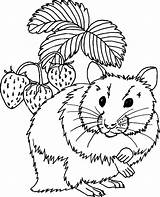 Hamster Hamsters sketch template