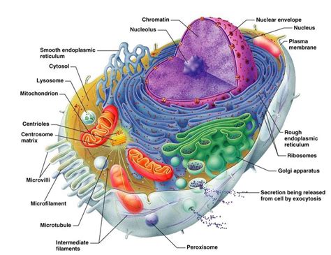 human cell diagram ideas  pinterest human tissue cell
